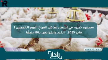 «صعود كبير» في أسعار هياكل الفراخ اليوم الخميس 1 مايو 2025.. الكبد والقوانص بـ80 جنيهًا